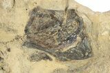 Plate of Fossil Pterosaur (Pteranodon) Bones - Kansas #228299-3